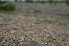 Festuca auriculata