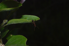 Ectatomminae