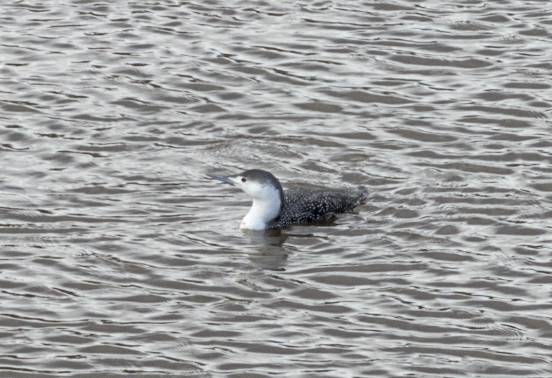 Red-throated Loon