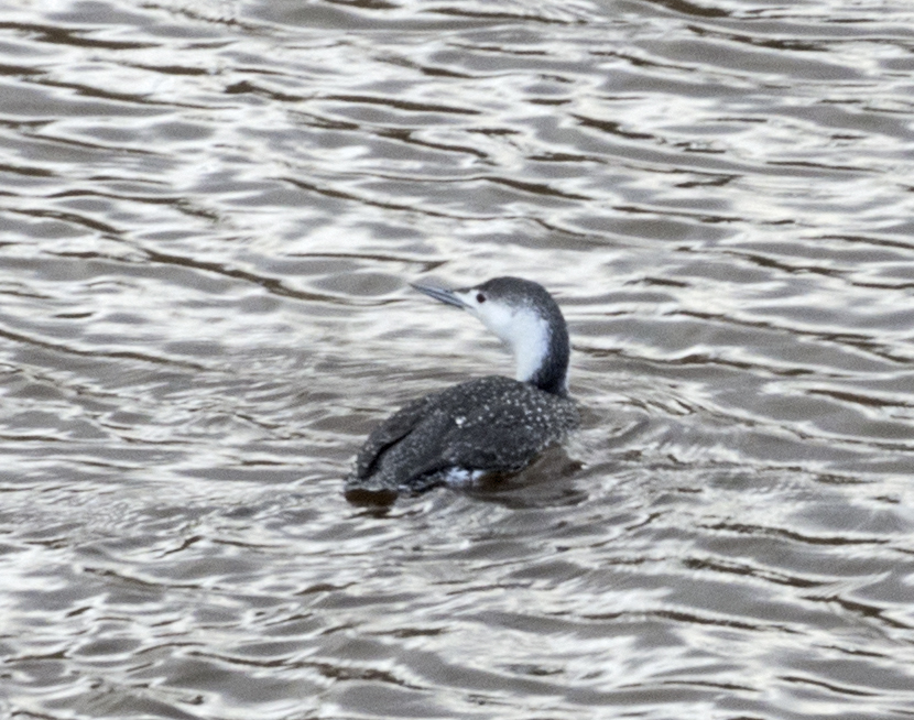 Red-throated Loon