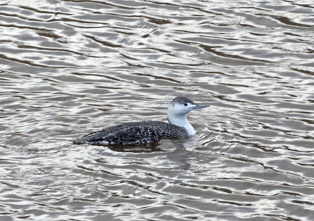 Red-throated Loon