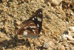 Limenitis helmanni