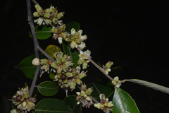 Casearia grandiflora