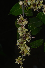 Casearia grandiflora