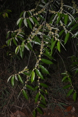 Casearia grandiflora