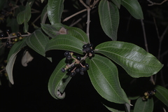 Miconia stenostachya