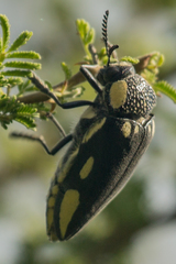 Sternocera orissa orissa