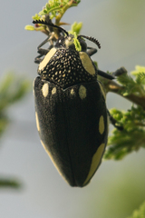 Sternocera orissa orissa