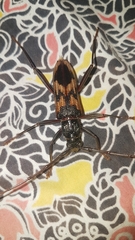 Phoracantha tricuspis