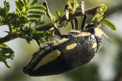 Sternocera orissa orissa