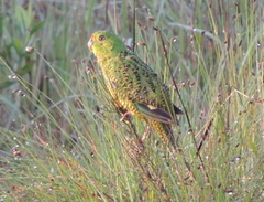 Pezoporus wallicus wallicus