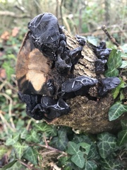 Exidia glandulosa