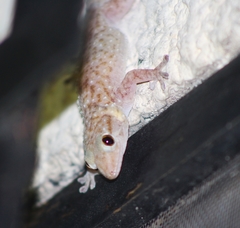 Hemidactylus