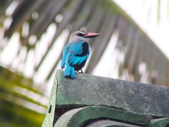 Halcyon senegalensis