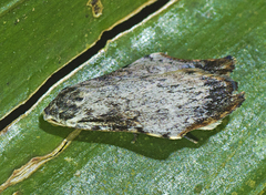 Macaduma