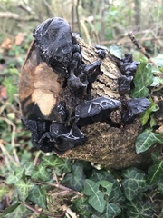 Exidia glandulosa