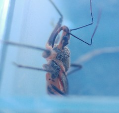 Rhynocoris bipustulatus