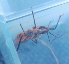 Rhynocoris bipustulatus