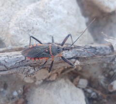 Rhynocoris bipustulatus