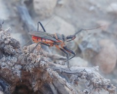 Rhynocoris bipustulatus