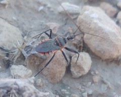 Rhynocoris bipustulatus