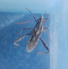 Tenosius proletarius