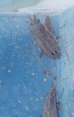 Ischnopeza pallipes
