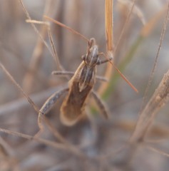 Tenosius proletarius