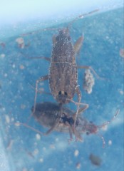 Ischnopeza pallipes