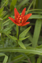 Lilium concolor partheneion