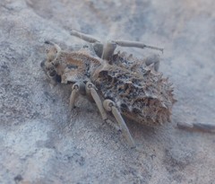 Sepidium tricuspidatum