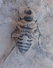 Sepidium tricuspidatum