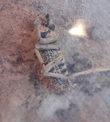 Sepidium tricuspidatum