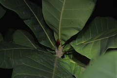 Homalogrypota