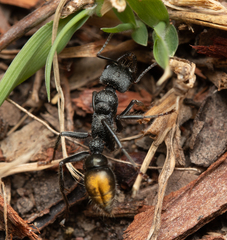 Myrmecia gilberti