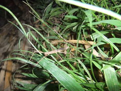 Ocnophiloidea regularis