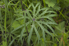 Syneilesis aconitifolia