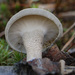 暗絨蓋多孔菌 - Photo 由 Vladimir Bryukhov 所上傳的 (c) Vladimir Bryukhov，保留部份權利CC BY-NC