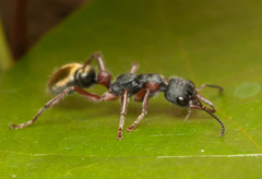 Myrmecia chrysogaster