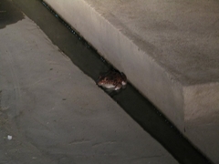 Leptodactylus vastus