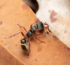 Myrmecia chrysogaster