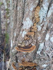 Phellinopsis conchata