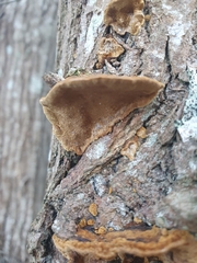 Phellinopsis conchata