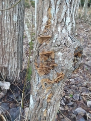 Phellinopsis conchata