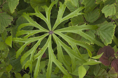 Syneilesis aconitifolia