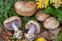 Cortinarius violaceipes