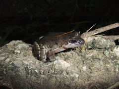 Leptodactylus validus