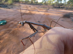 Archimantis quinquelobata