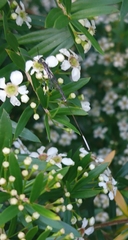 Gasteruption longicolle