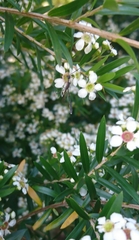 Gasteruption longicolle